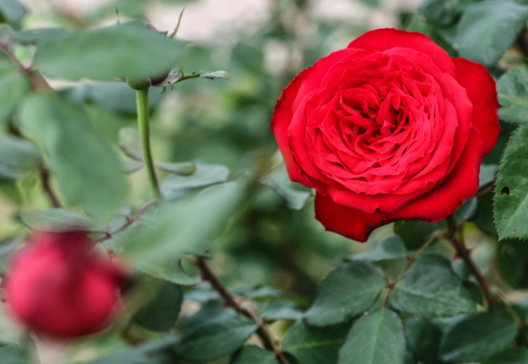 Růže není rostlinou na rok – jak na výsadbu, aby se jí v zahradě dařilo? (2.)