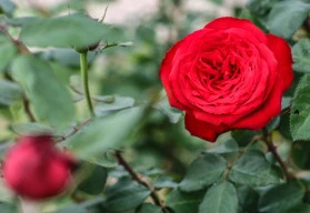 Růže není rostlinou na rok – jak na výsadbu, aby se jí v zahradě dařilo? (2.)