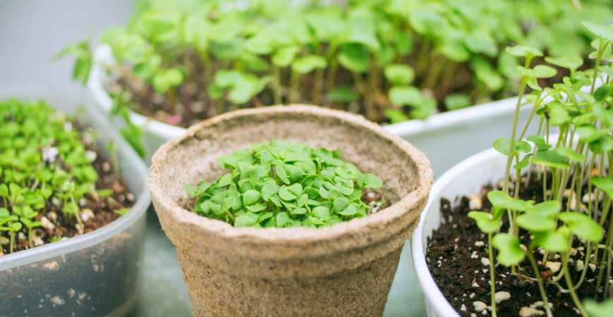 Microgreens – lístky mladé zeleniny jsou bohatým zdrojem živin 