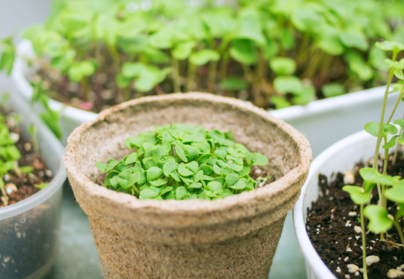 Microgreens – lístky mladé zeleniny jsou bohatým zdrojem živin 