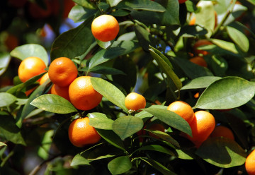 Citrusy nejsou na pěstování náročné, svědčit jim bude i v květináči. Jak na to?