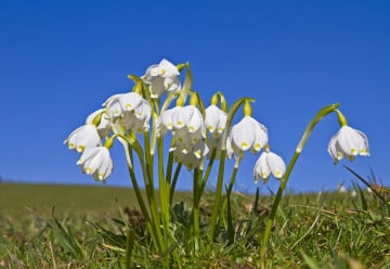 Blíží se čas na výsadbu bledulí