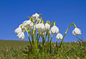 Blíží se čas na výsadbu bledulí