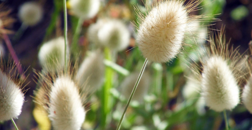 Zima je časem plánování, oživte stávající trvalkové výsadby ozdobnými travami (1)