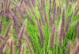 Zima je časem plánování. (2)