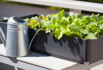 Začněte s prvními výsevy zeleniny i květin 