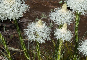 Zima je časem plánování. (3)