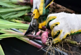 Pěstování mečíků je snadné, vyzkoušejte to spolu s námi!