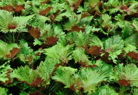 Méně známé druhy rostlin vhodných do salátů (část 3.)