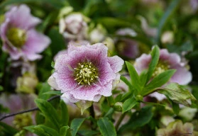Trvalka pocházející z Alp, čemeřice 
