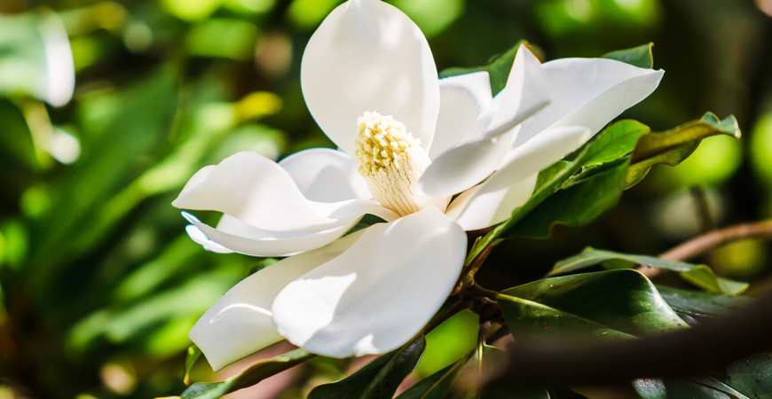 Jaké kvetoucí keře vás nyní potěší svými květy? (1)