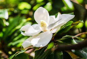 Jaké kvetoucí keře vás nyní potěší svými květy? (1)