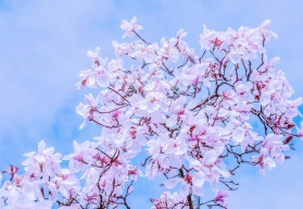 Jaké kvetoucí keře vás nyní potěší svými květy? (2)