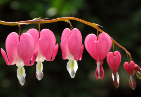 Pamatujete na srdíčka z babiččiny zahrádky?