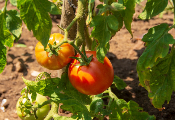 Jak na správnou výsadbu rajčat?