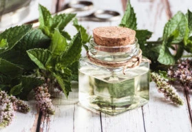 Máta a její široké využití