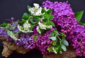 Jaké kvetoucí keře vás nyní potěší svými květy? (4)