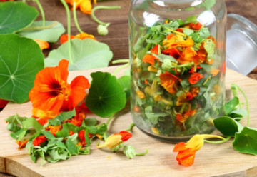 Lichořeřišnice, krásná letnička, která léčí záněty