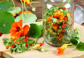 Lichořeřišnice, krásná letnička, která léčí záněty