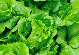 Méně známé druhy rostlin vhodných do salátů (část 4.)
