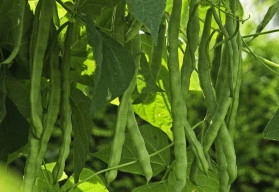 Fazole jsou vděčnou surovinou, která se dá v kuchyni využít na mnoho způsobů