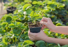Nastal ideální čas na množení jahod