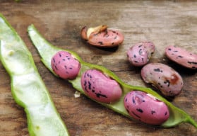 Není fazol jako fazol