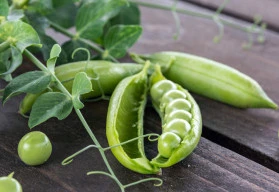 Hrách setý – jaké druhy vysít a jak na jeho pěstování?