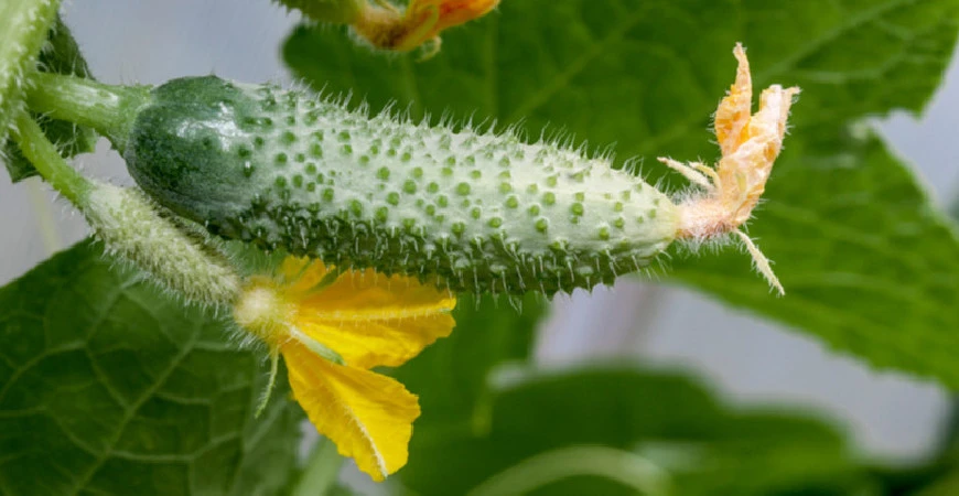 Když se pěstování okurek nedaří