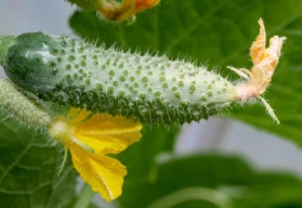 Když se pěstování okurek nedaří