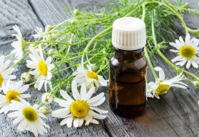 Léto patří heřmánku