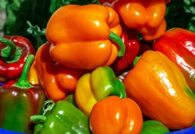 Aby papriky bohatě plodily… 