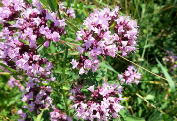 Dobromysl – nenápadné bylince se od nepaměti připisovala kouzelná moc