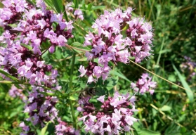 Dobromysl – nenápadné bylince se od nepaměti připisovala kouzelná moc