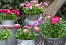 Dvouletky musíte vysít již nyní, aby v příštím roce byla zahrada rozkvetlá