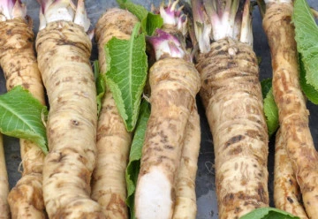 Vypěstovat si křen zvládne každý