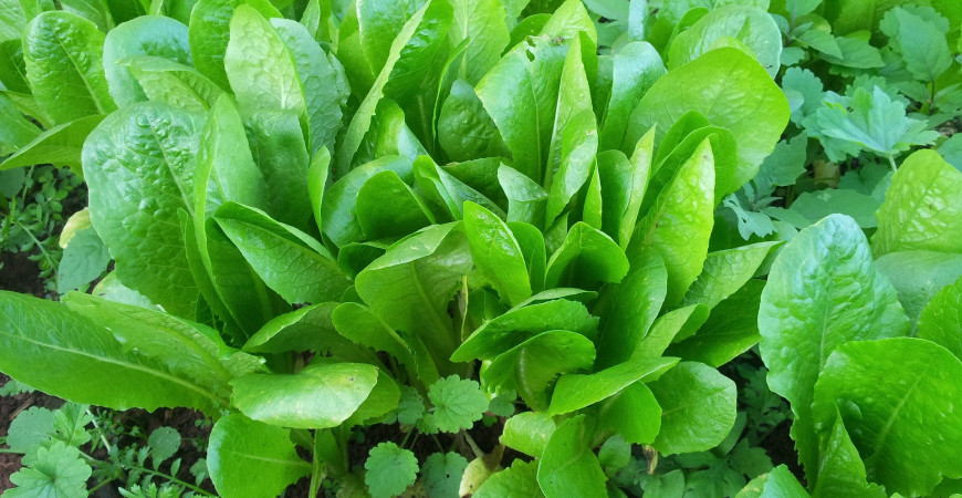 Méně známé druhy rostlin vhodných do salátů (část 5.) – léčivé vlastnosti
