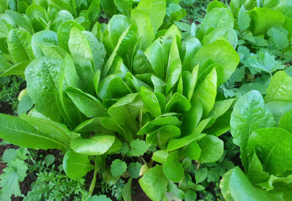 Méně známé druhy rostlin vhodných do salátů (část 5.) – léčivé vlastnosti