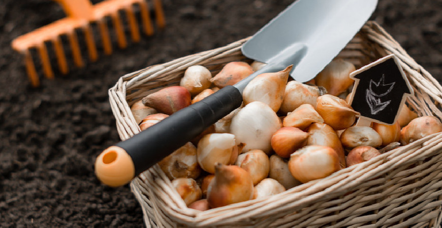 Pozor na škůdce a nemoci cibulovin