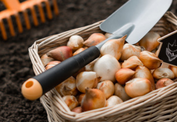 Pozor na škůdce a nemoci cibulovin