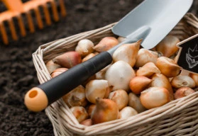 Pozor na škůdce a nemoci cibulovin