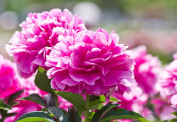 Dlouhověká trvalka do zahrady bez nutnosti přesazování? To je pivoňka