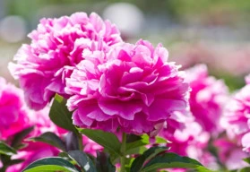 Dlouhověká trvalka do zahrady bez nutnosti přesazování? To je pivoňka