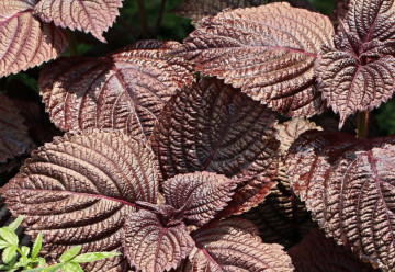 Perilla uleví od alergie