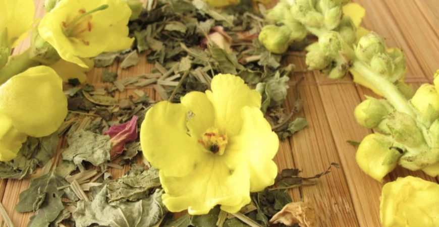 Divizna kvete neúnavně celé léto, poroste i v chudé půdě