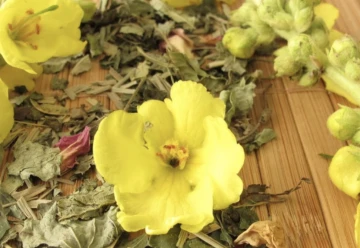 Divizna kvete neúnavně celé léto, poroste i v chudé půdě