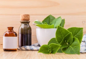 Rýmovník Vás zbaví rýmy a nachlazení