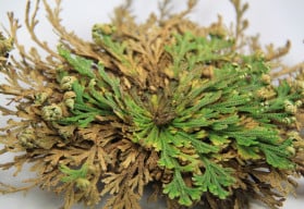 Růže z Jericha, spolu v s hvězdou a kaktusem, patří v některých zemích k vánočnímu období