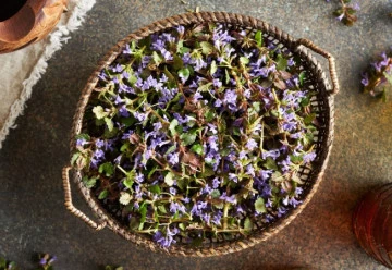 Není to jenom plevel - Popenec