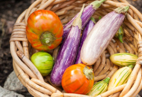 Novinky ze světa zeleniny